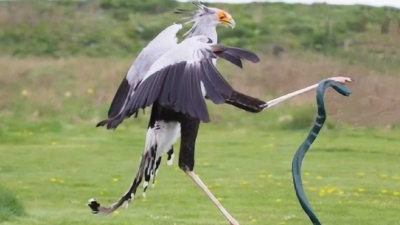 眼镜王蛇被成为蛇之煞星蛇鹫分分钟秒杀眼镜王蛇简直不堪一击