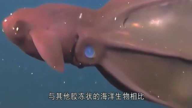 海底恐怖的吸血鬼乌贼?它真的会吸血吗?