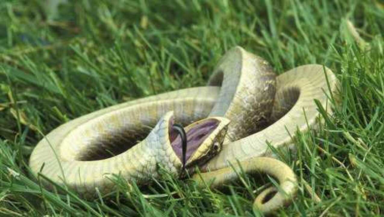 丝蝰蛇的蛇毒到底有多毒头被斩掉毒液还可以毒死壮年男子