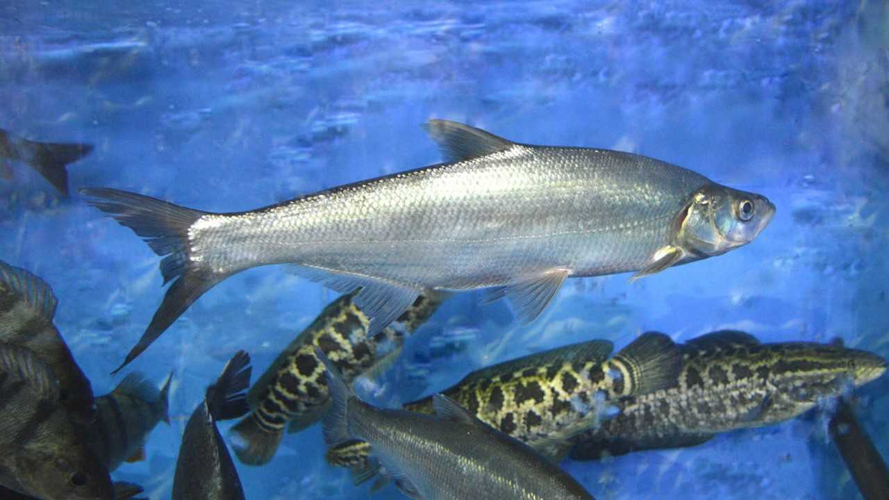 翘嘴红鲌养殖技术光盘 翘嘴红鲌养殖技术资料