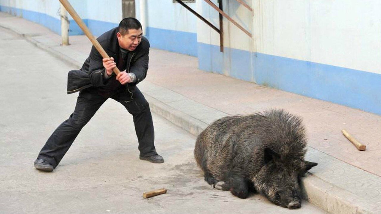 野猪泛滥成灾用枪打太费子弹了换种方式捕猎野猪