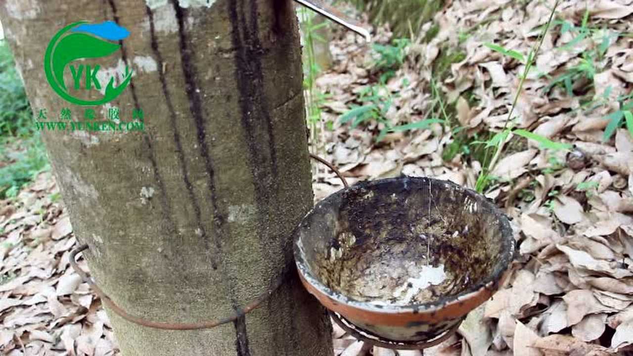 天然橡胶网割胶视频_高清1080P在线观看平台_腾讯视频