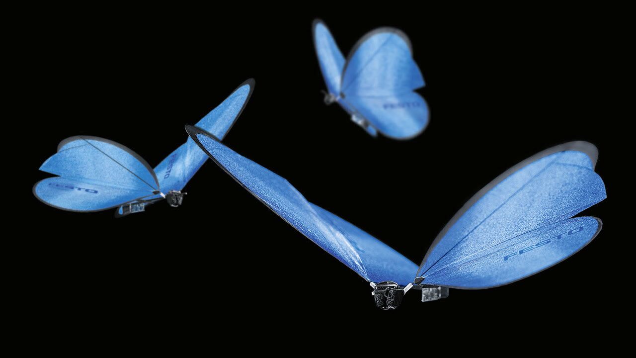 高科技仿生蝴蝶长50公分重量32克煽动翅膀比真的还漂亮
