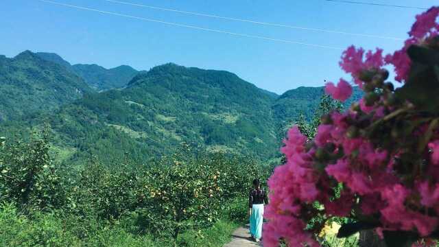 重庆开县大山深处,隐藏着一片静谧的梨园,风景醉人,你会向往吗?