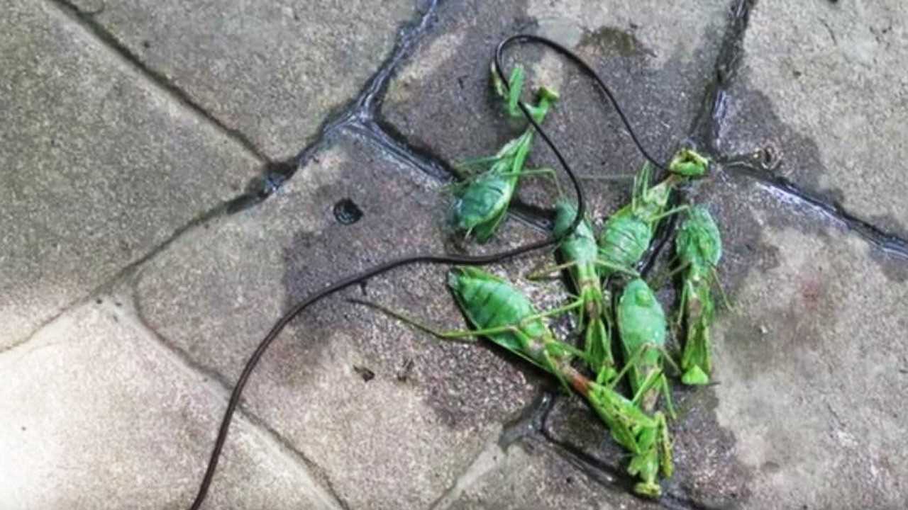 十分可怕的寄生虫让螳螂变成僵尸能钻入人体尿道生存