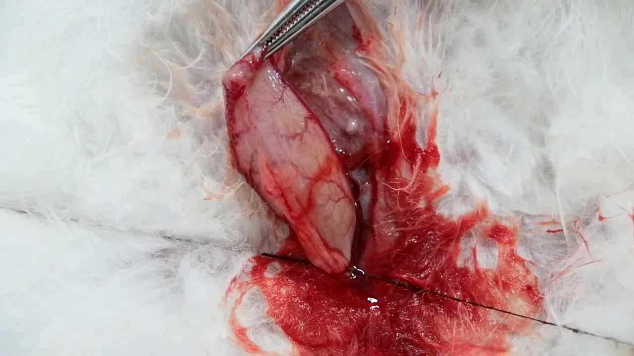 家兔膀胱插管术_腾讯视频