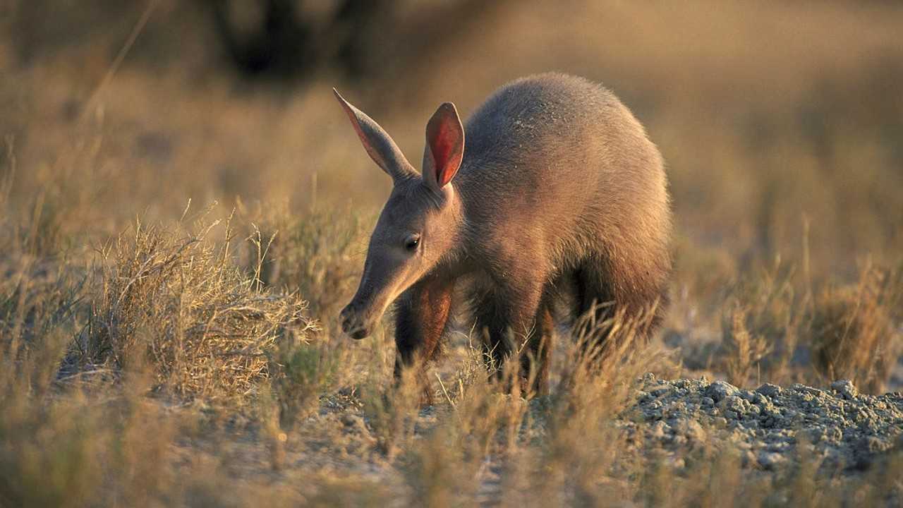 土豚觅食遭白蚁攻击