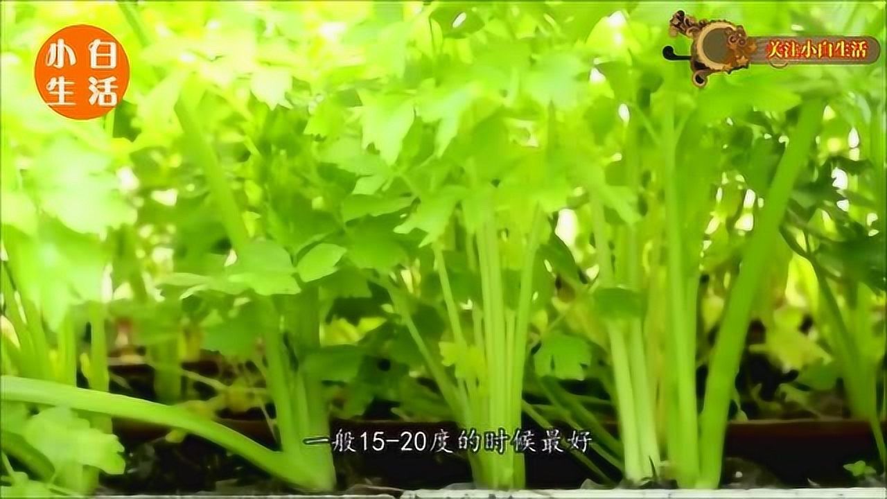 用花盆种菜,比养花还简单,好看有好吃,快去试试腾讯视频