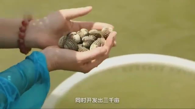 渔家纯真味: 水煮血蚶!