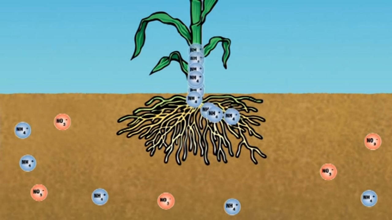 3d动画演示玉米根系如何吸收肥料看完你还敢再多施肥吗