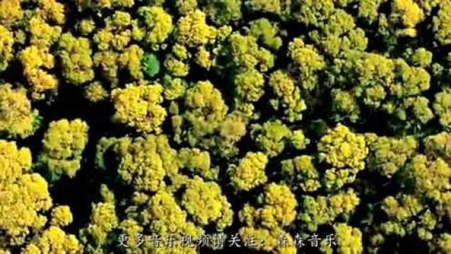 《亭亭山上松》空灵出尘,涤荡心灵