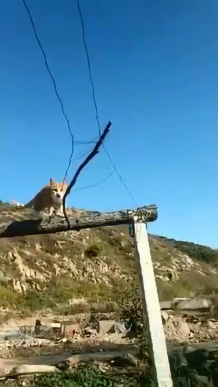 猫咪走钢丝以前都是假的这次绝对真实