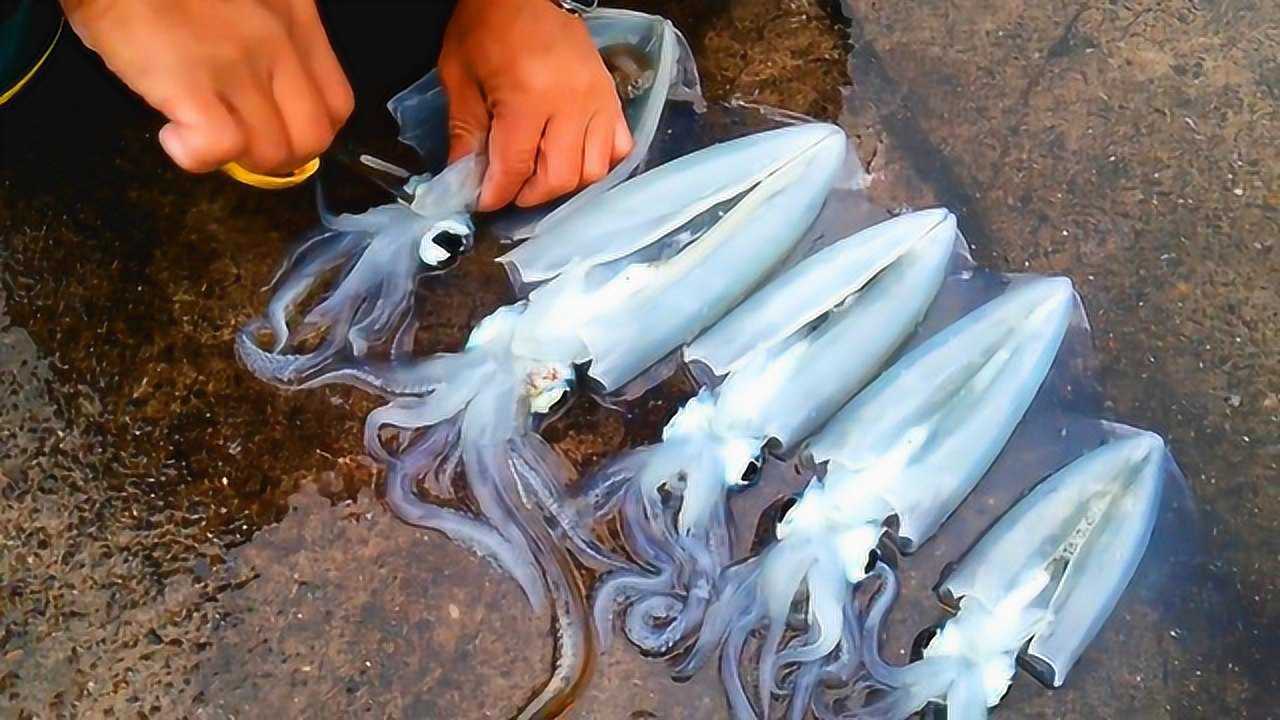 实拍渔民刚捕捞上来的新鲜鱿鱼现场宰杀用来做刺身绝对鲜美