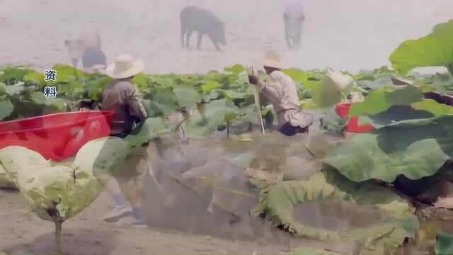 湖北农民合作社十大品牌网络投票明日开启!为心仪合作社加油吧