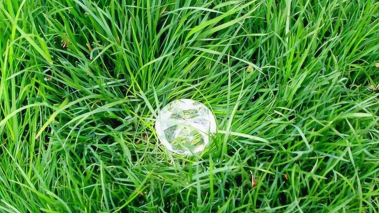 非洲发现"钻石草"当地人纷纷疯狂挖草,不久将会频临灭绝!