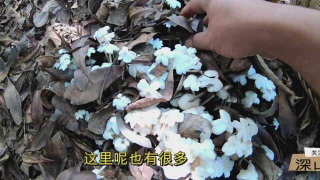 云南深山里,这种像白色小花的野生菌,数百朵才够吃一次,汤味独特