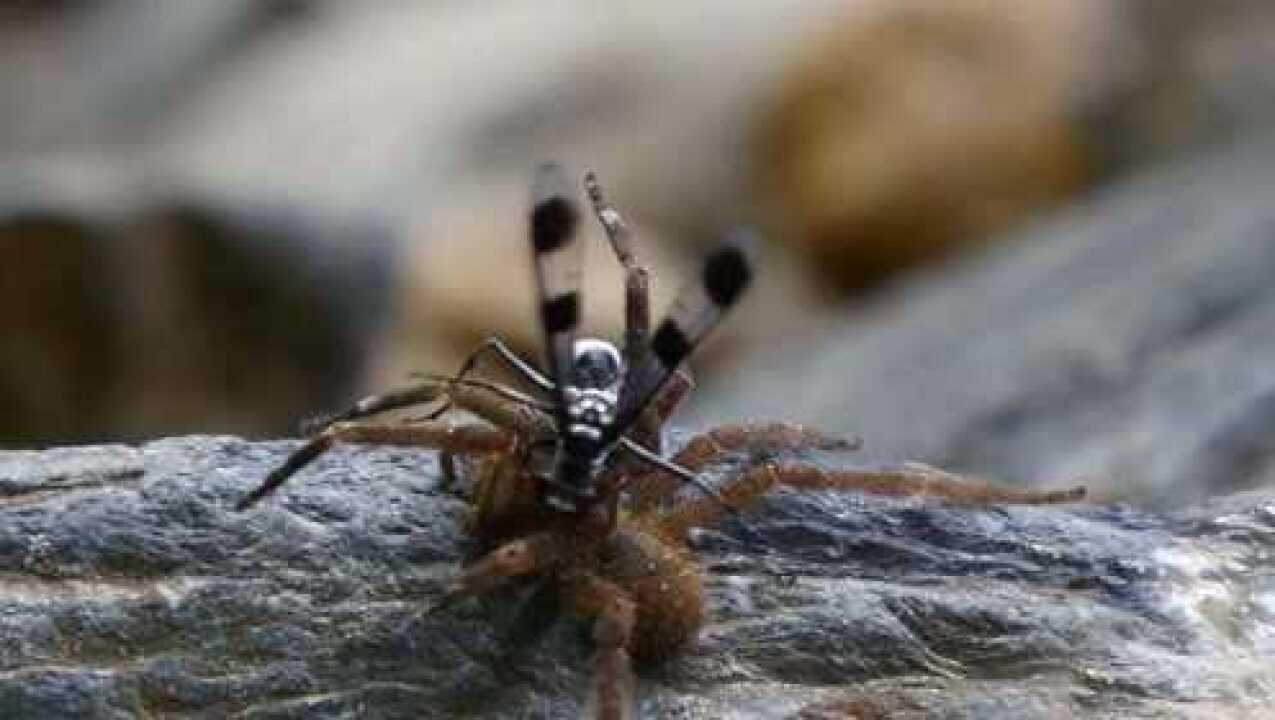 狼蛛的天敌沙漠蛛蜂虽然体型没有狼蛛大却能轻松捕捉狼蛛