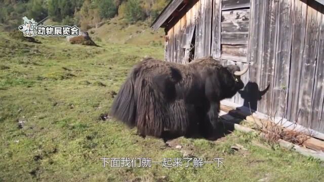 生活在青藏高原的野生牦牛,舌头也是它的武器,体重可达一吨以上