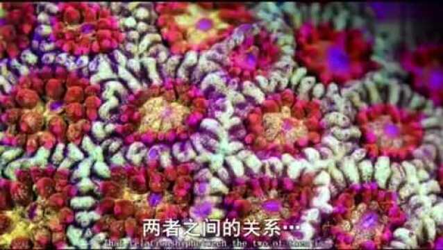 美丽的海底世界,珊瑚像含苞待放的花朵一样!太美了!