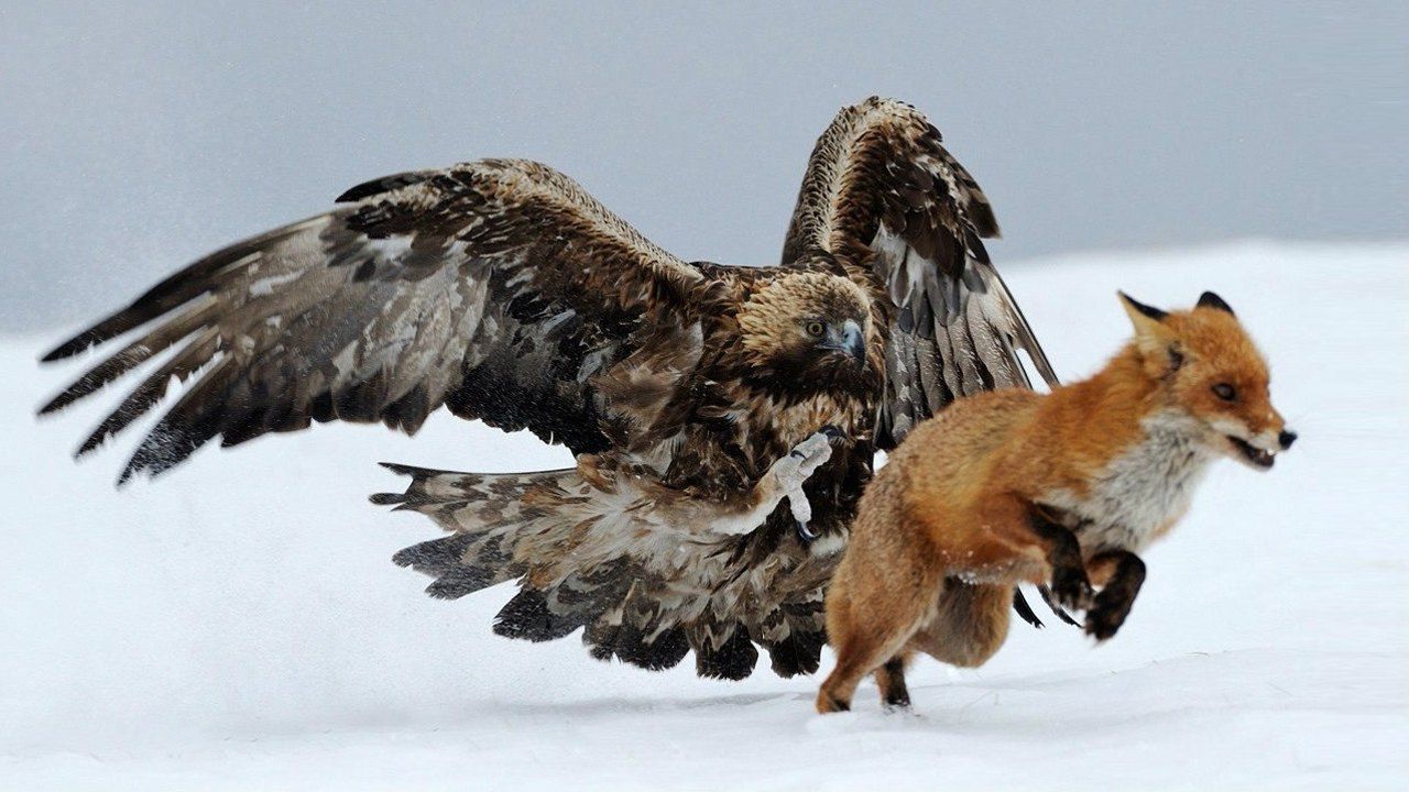 老鹰扑击狐狸危急时刻看狐狸如何摆脱老鹰利爪