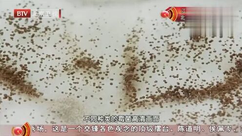 黄曲霉菌究竟长什么样？用这个方法，可以让黄曲霉菌“现形”腾讯视频 