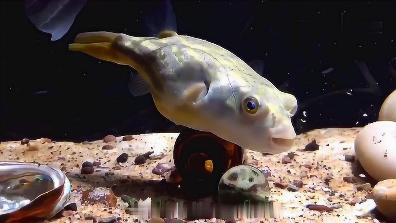 高清斑马狗头鱼这样的黄胖子看起来很漂亮吧