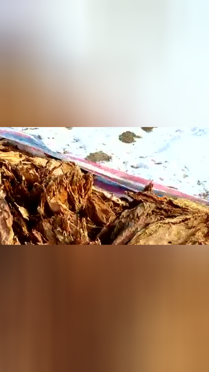 正宗夹皮沟烟村子-关东老刘