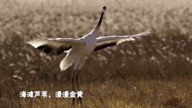 大美湿地 水韵盐城:盐城丹顶鹤自然保护区