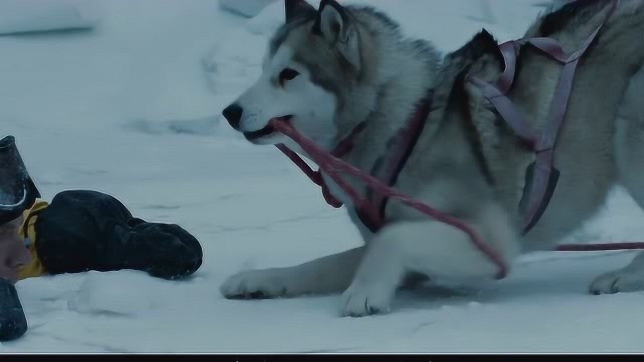 催泪电影南极大冒险狗狗被落在南极主人冒险回南极救狗