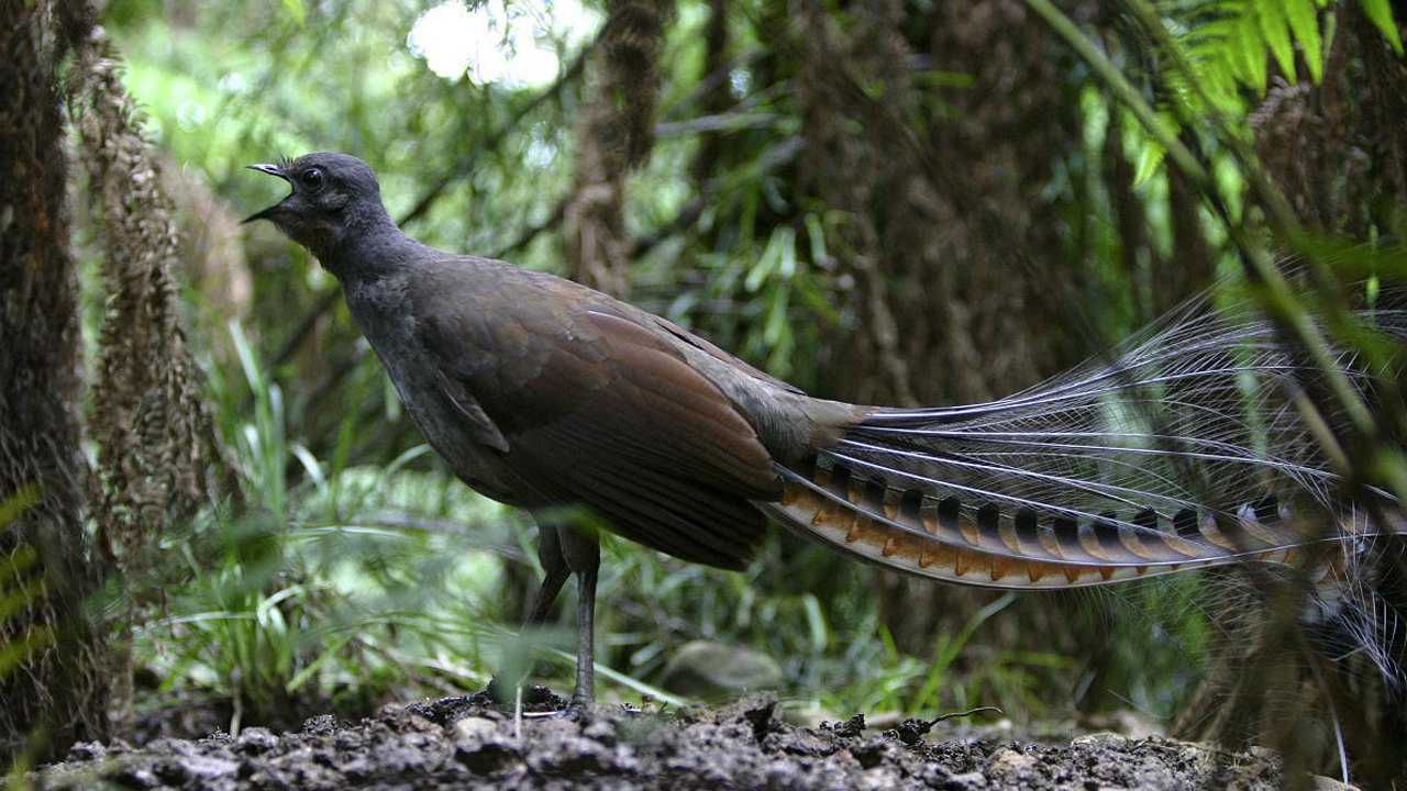 澳洲琴鸟不仅会模仿电锯声,还会唱京剧