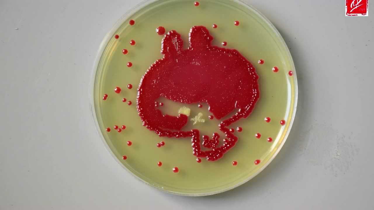 华侨大学化工学院第一届微生物培养皿艺术大赛