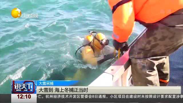 獐子岛海上冬捕正当时,野生海参肉质肥美最滋补!