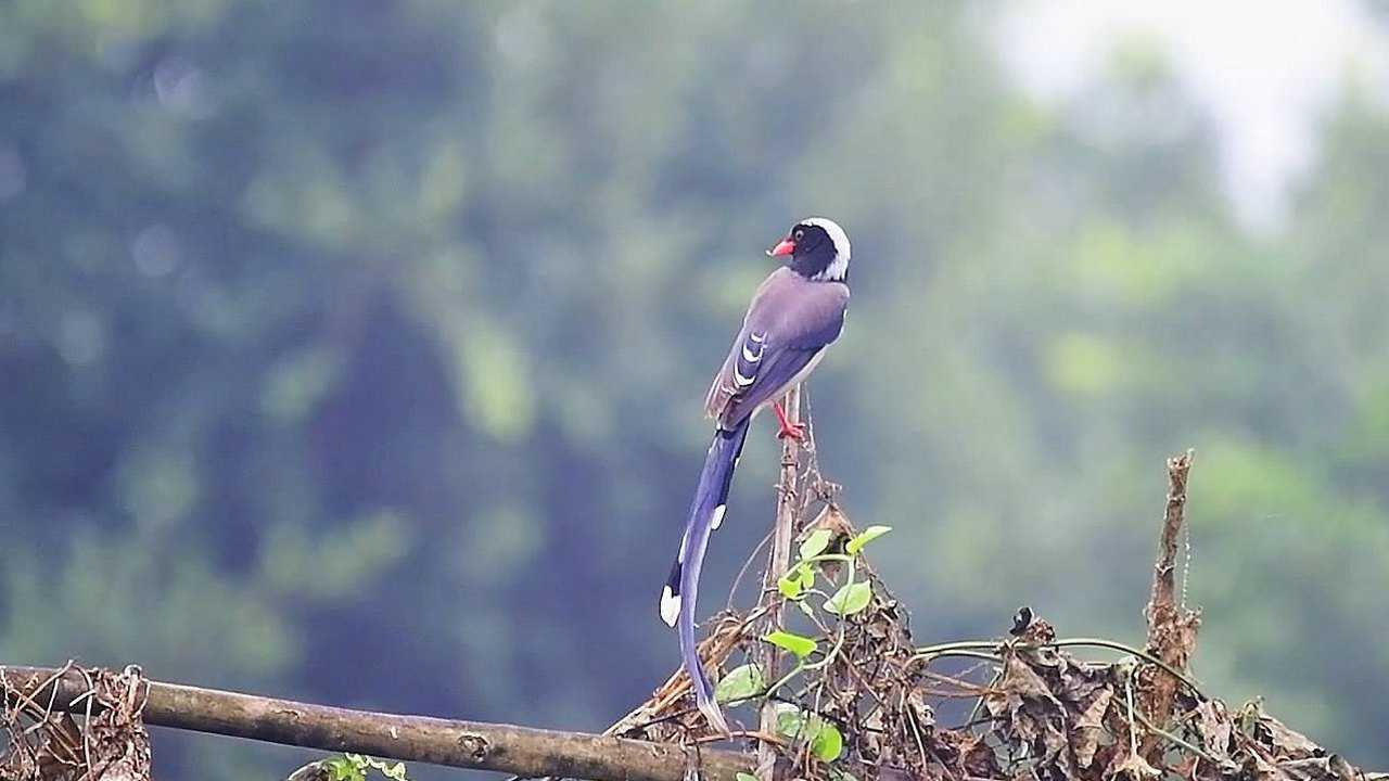 大自然的鳥叫聲太好聽了_騰訊視頻