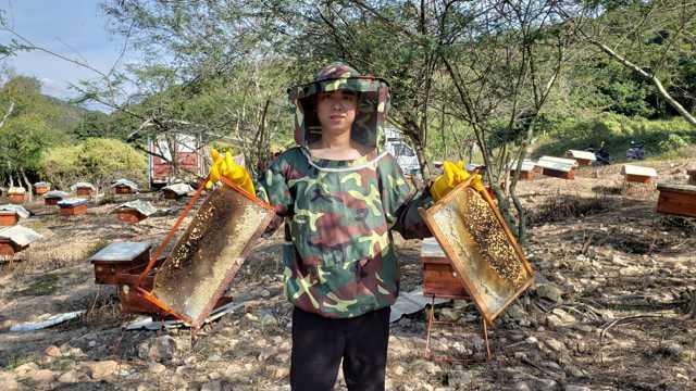 冬季成熟,被誉为冬蜜之王,收成的季节,看鸭脚木蜜是如何收割的