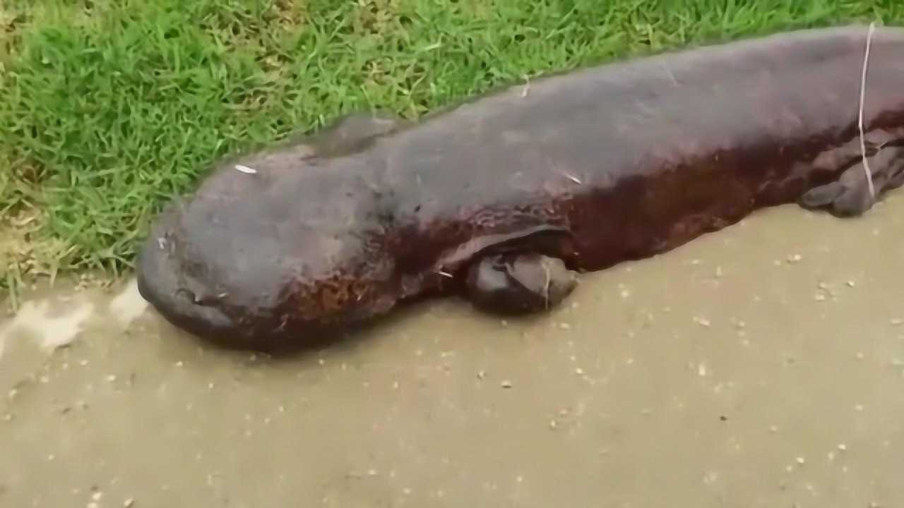 这种娃娃鱼在日本是国宝叫声像婴儿最重可达80斤