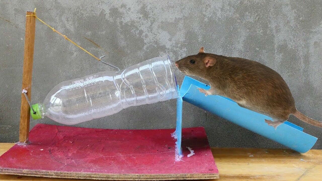 农村小伙为了抓老鼠,用塑料瓶自制捕鼠陷阱,上当过程全被拍下