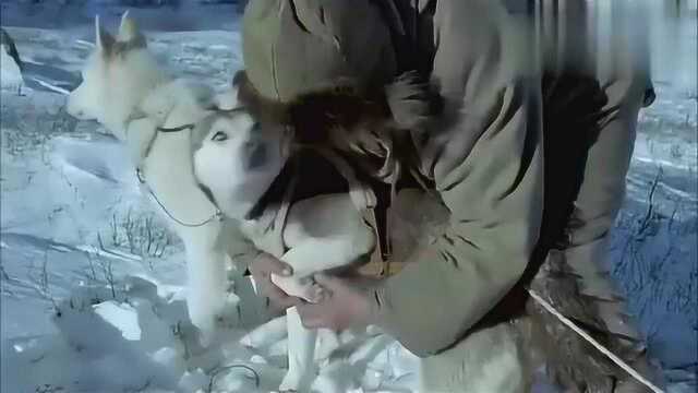 最后的猎人:猎人和猎犬在雪山中遇到了狼群,那狼叫声太可怕了