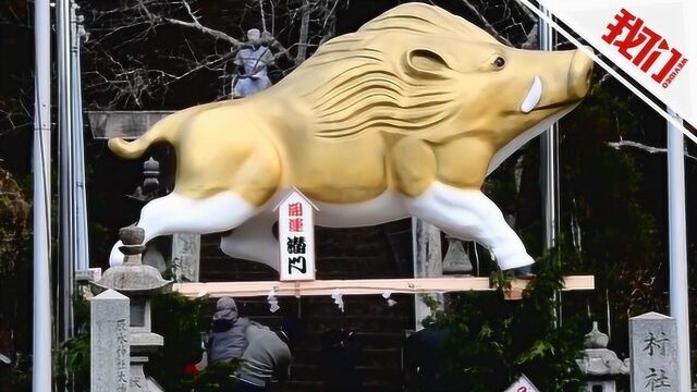 喜迎猪年!日本居民制作200公斤重金猪塑像供奉神社