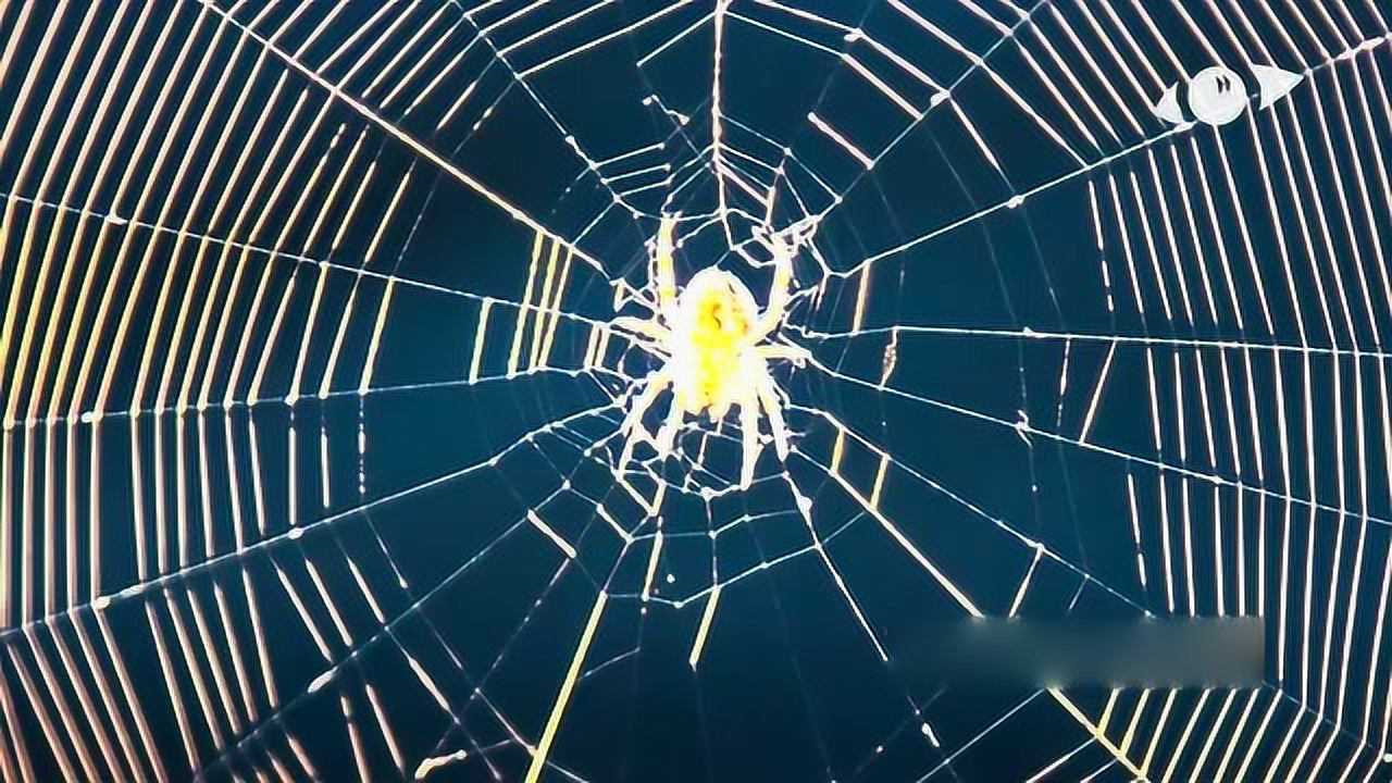 蜘蛛结网全过程实录忙忙碌碌的看着好辛苦