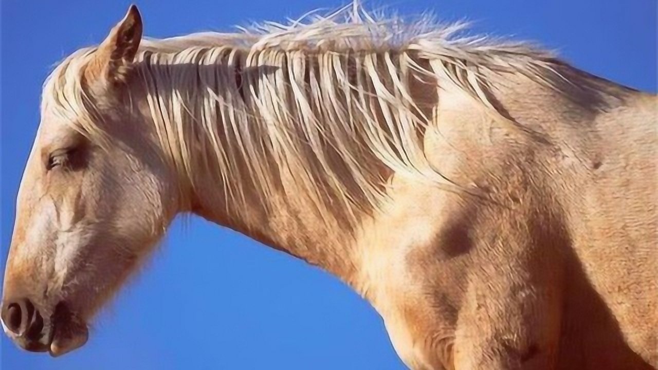 为什么马站着睡觉却不会摔倒?网友:多年的疑惑终于解开了!