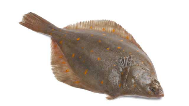 比目魚 求真百科