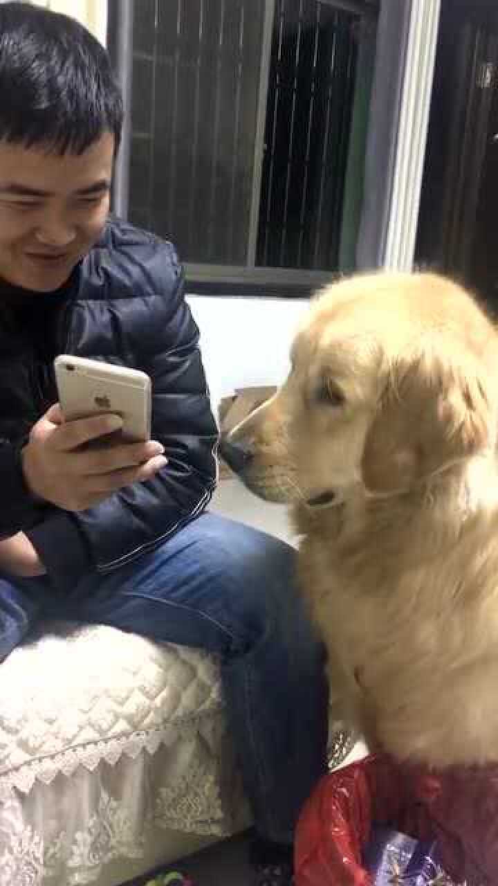 老公给狗子看手机这一脸认真的模样太逗了