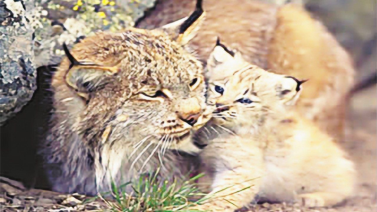 猞猁的天敌竟然是这么可爱的动物?令人想不到的结局!_高清1080P在线观看平台_腾讯视频
