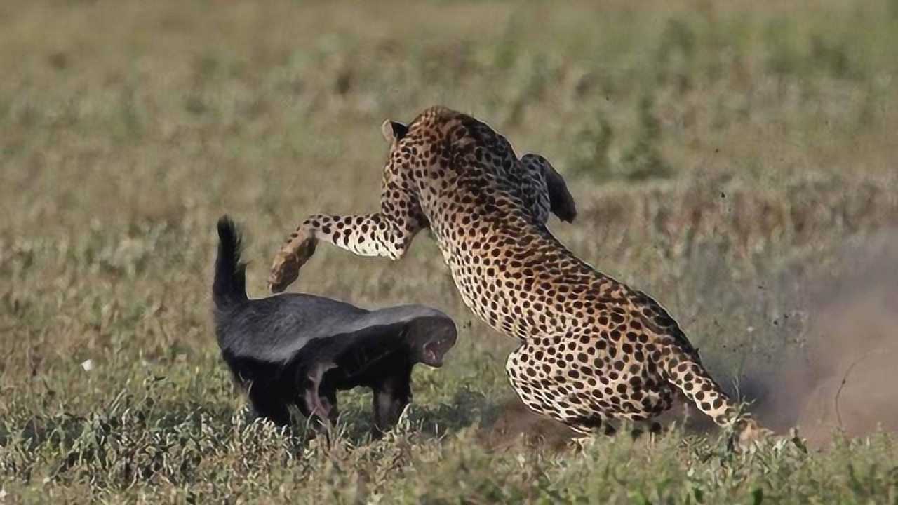 平头哥vs花豹!平头哥蜜獾与花豹的巅峰对决,谁胜谁负?