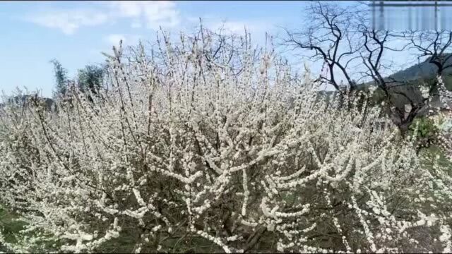 靓爆镜:十万亩李花盛放 这周末去从化吕田看“雪” 近日