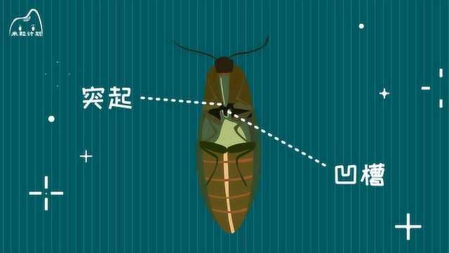 叩头虫为什么要叩头?