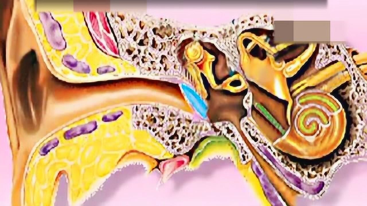 医学科普短片：耳的结构与听觉的形成，声音在耳道传播的全过程_腾讯视频