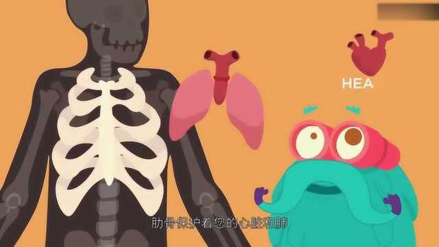 人体内的骨骼系统,你知道它们的作用都是什么吗?