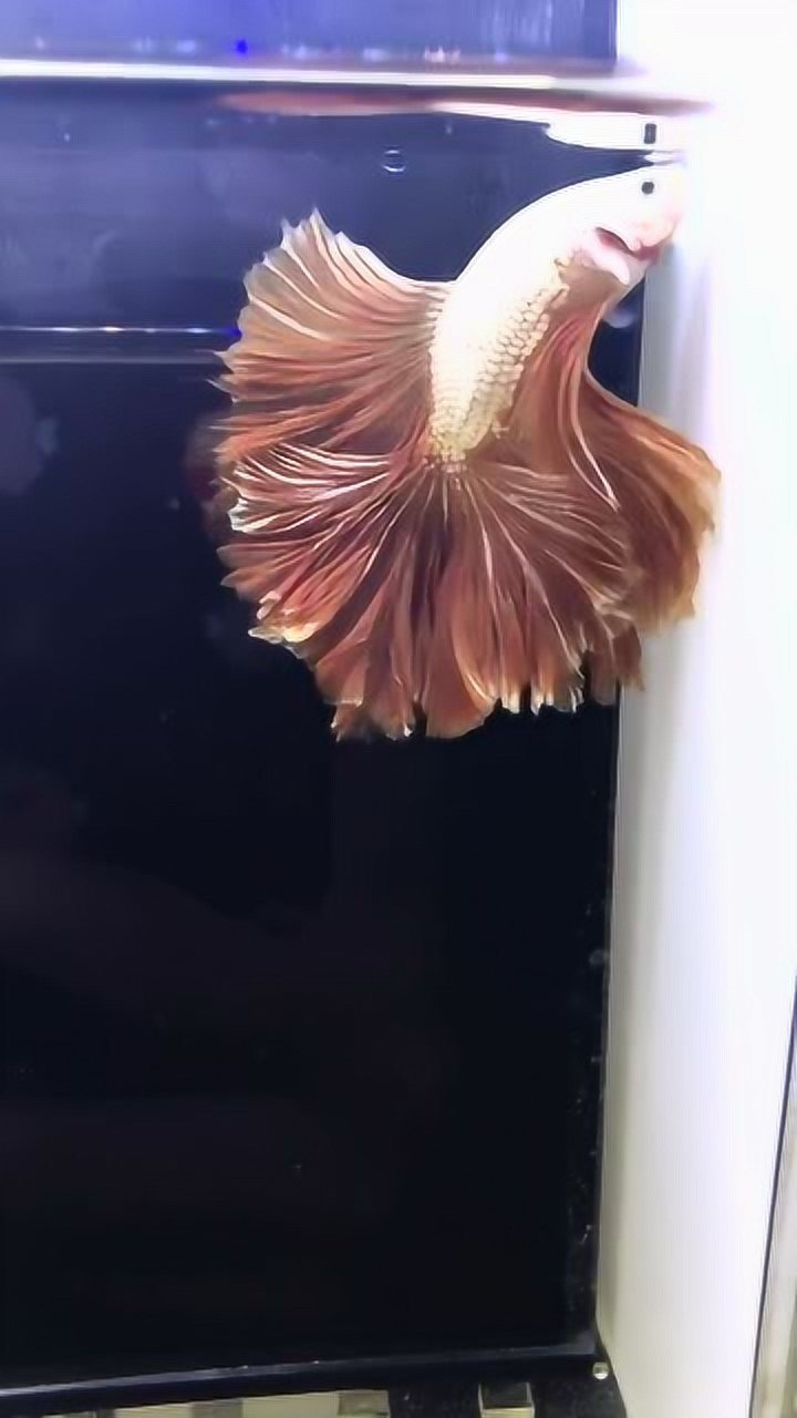 这鱼的尾巴超大,非常的漂亮,就像是扇子一样!