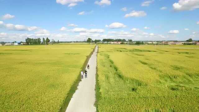 碧蓝天空下金色的麦田